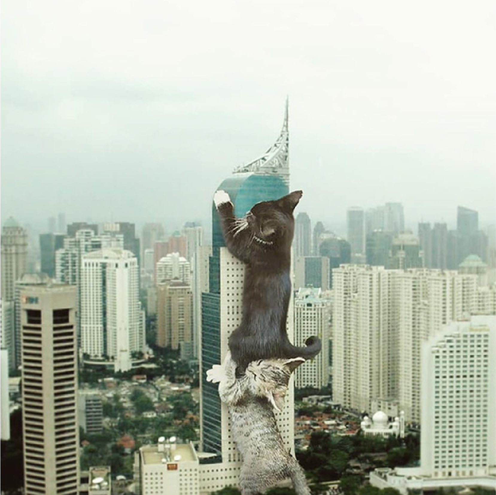 Picture of a Giant Cat