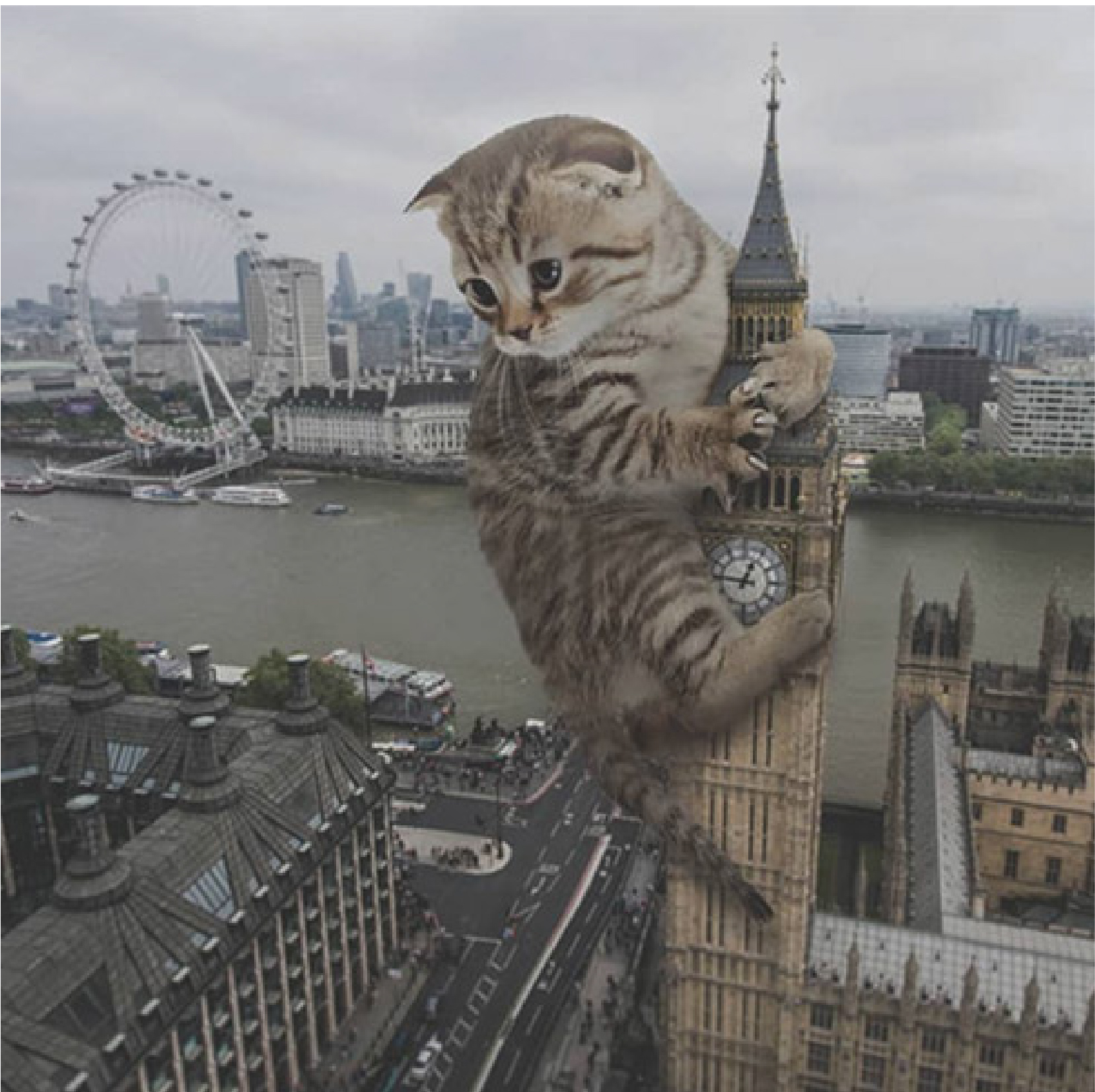 Picture of a Giant Cat