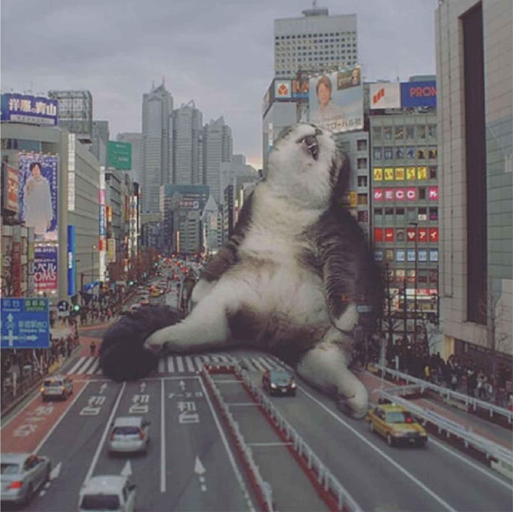 Cat sleeping in traffic