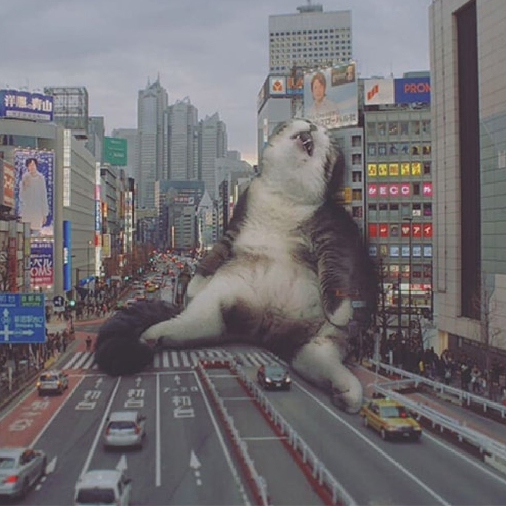 Picture of a Giant Cat