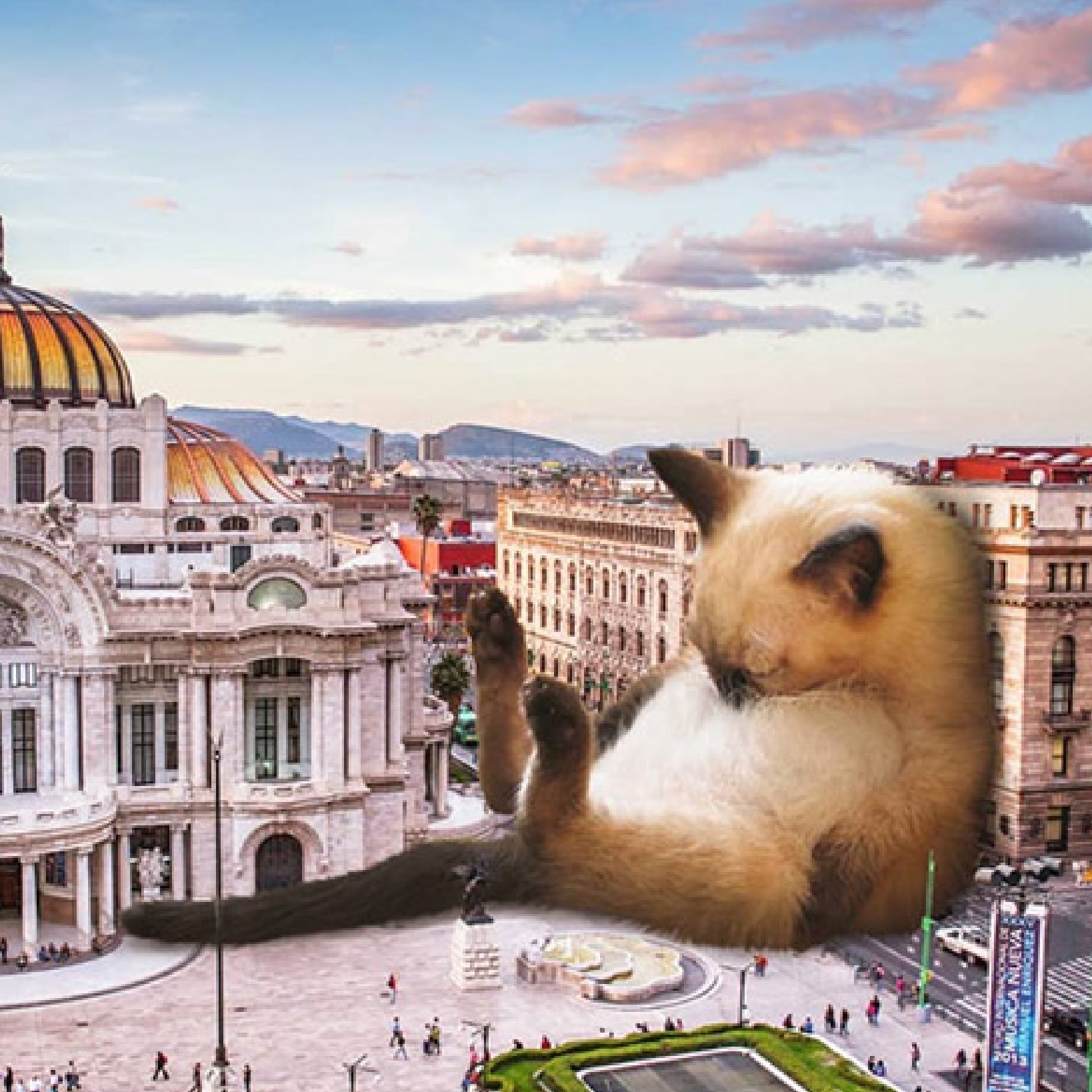 cat sleeping at museum