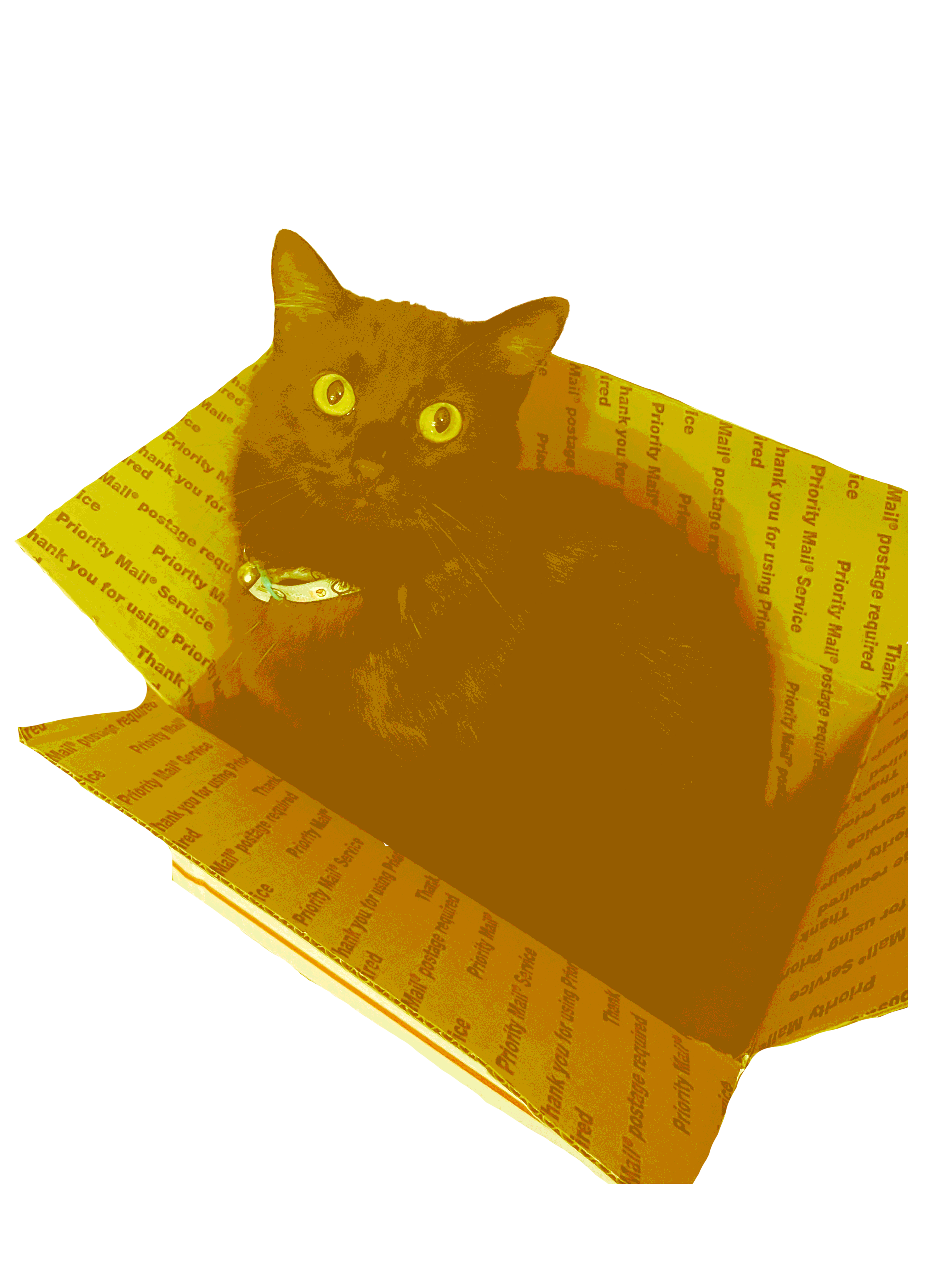 sus cat