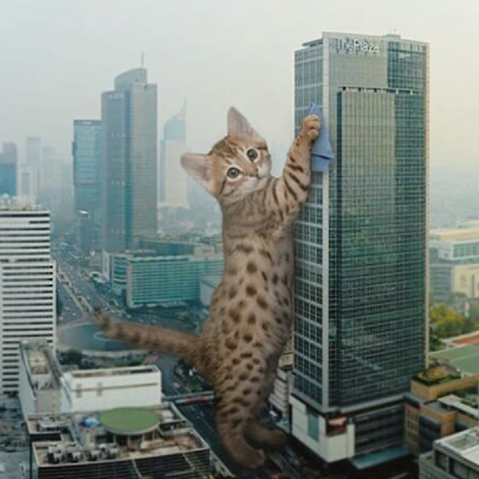 cat scratching building