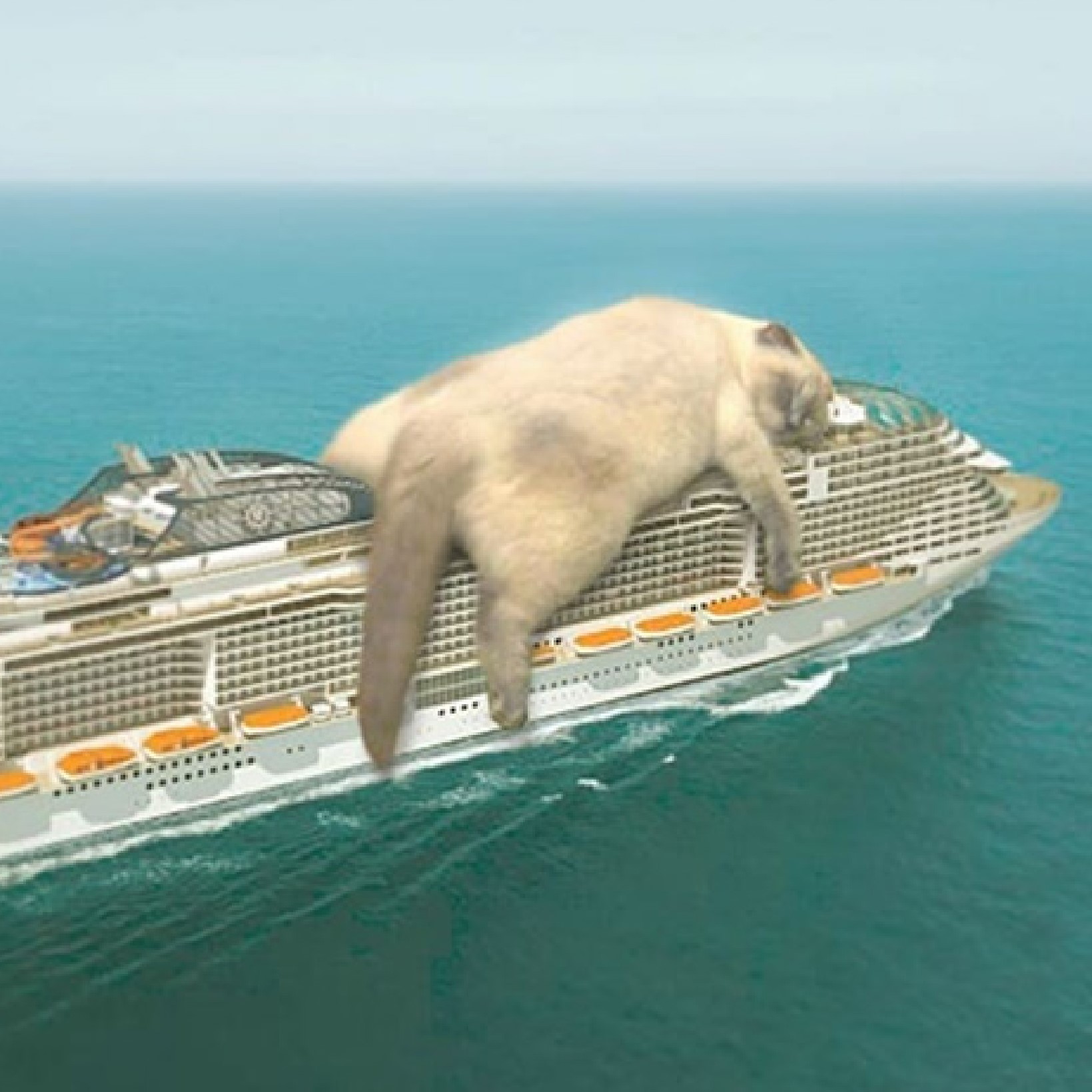 Cat on cruise ship