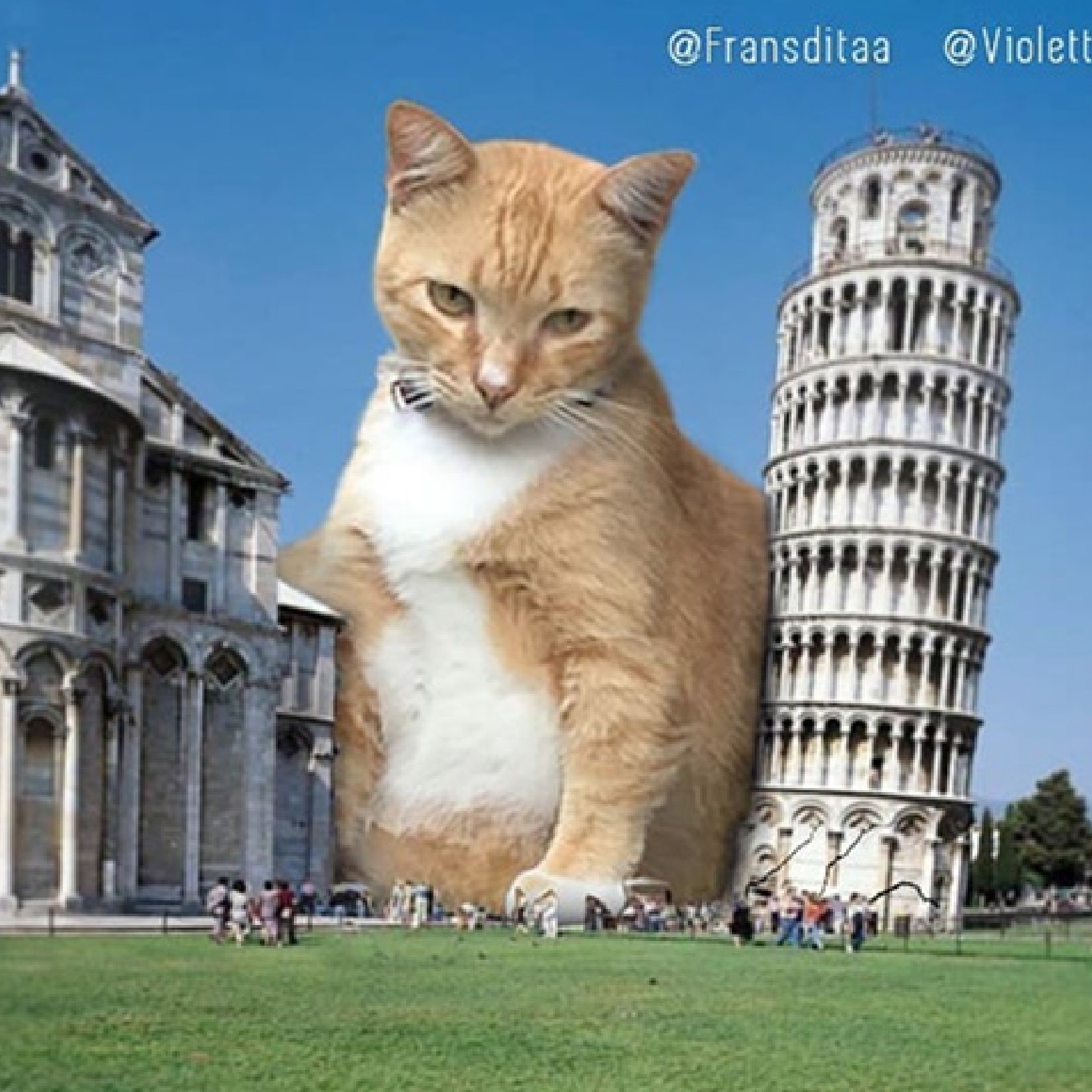 Cat at Pisa