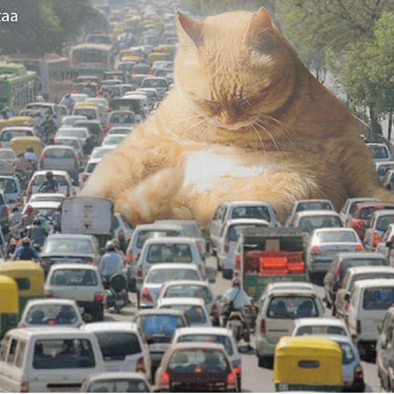 Cat in traffic jam