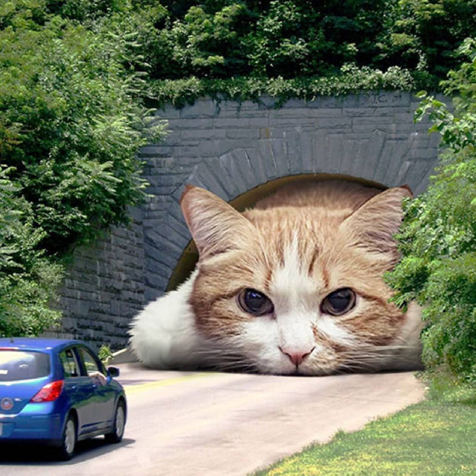 tunnel cat